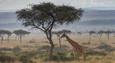 Kenyan Safari: Why Your Vaccination List Is Shorter Than You Think